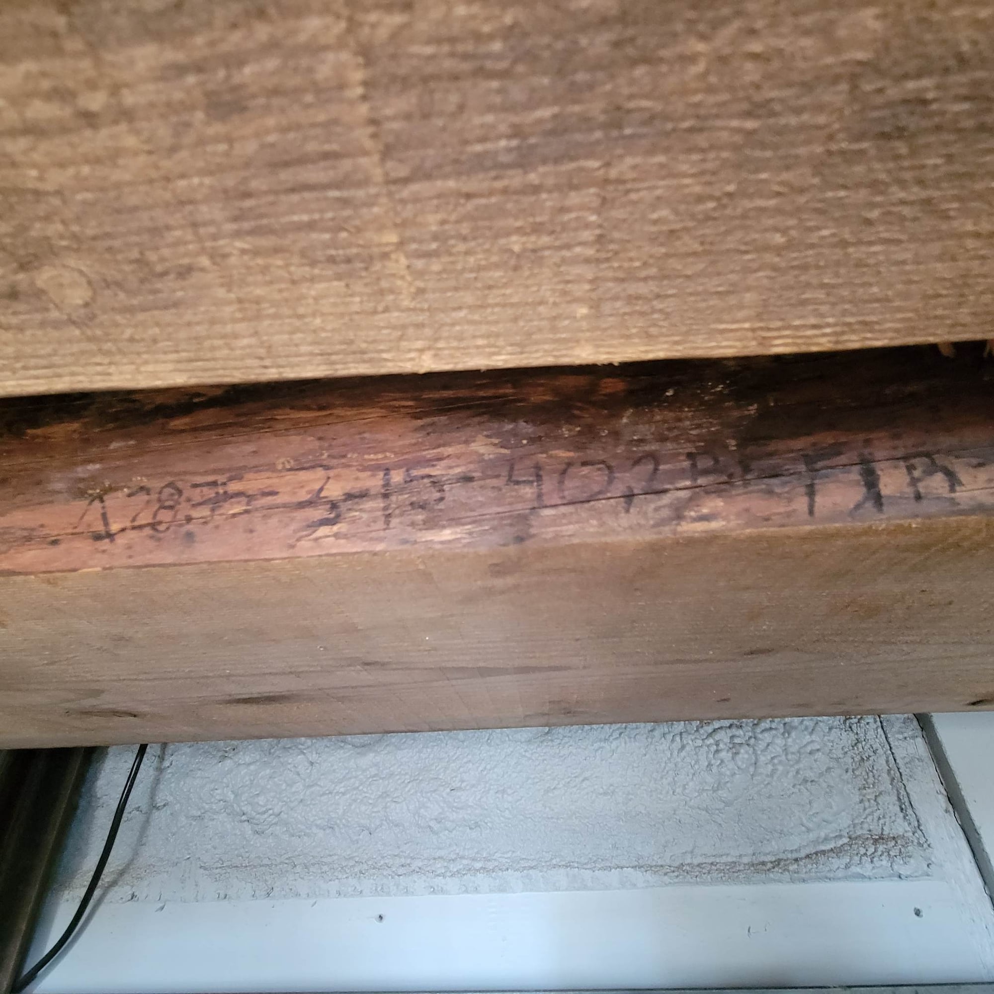 Douglas Fir
